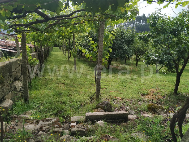 Quintinha  Penafiel, Luzim e Vila Cova - 1332362 - 16