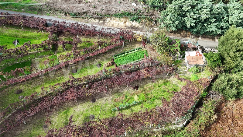 Quintinha  Penafiel, Rio Tâmega - 1406951 - 7