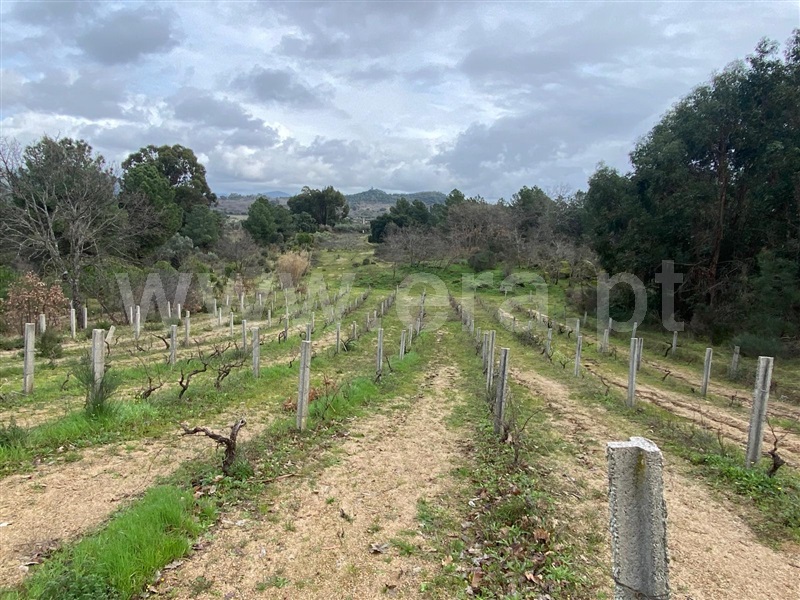 Quintinha / Penamacor, Penamacor