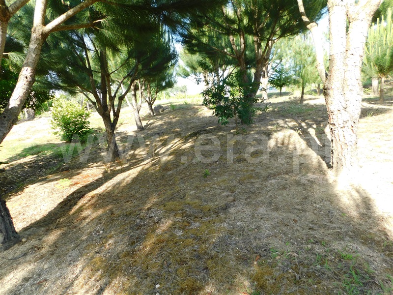 Quintinha  Seia, Paranhos - 1413840 - 11