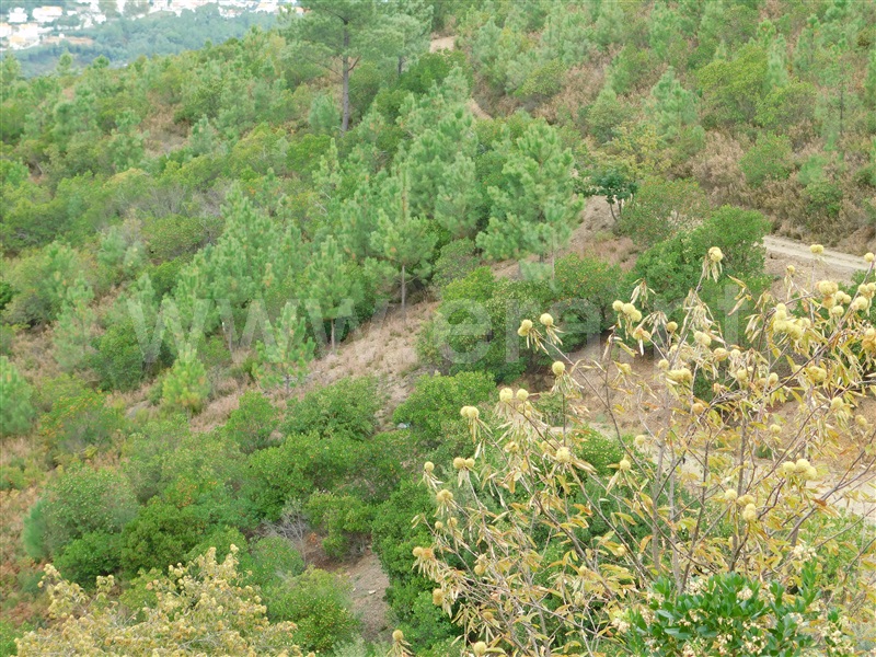 Quintinha  Seia, Sandomil - 1362142 - 2
