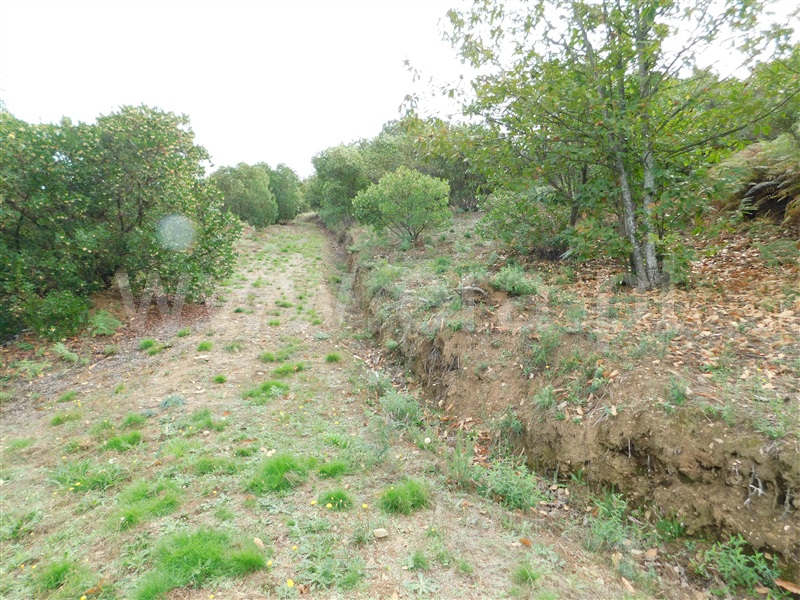 Quintinha  Seia, Sandomil - 1362142 - 19