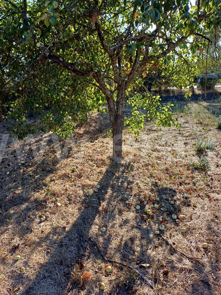 Quintinha T1 Fundão, Pêro Viseu - 1511648 - 3