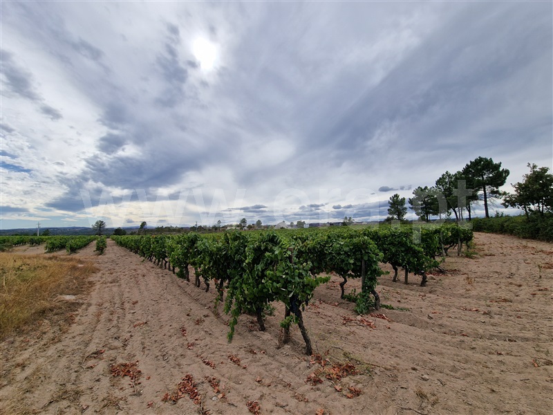 Quintinha T1 Pinhel, Pinhel - 1504515 - 5