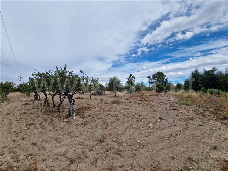 Quintinha T1 Pinhel, Pinhel - 1504515 - 11