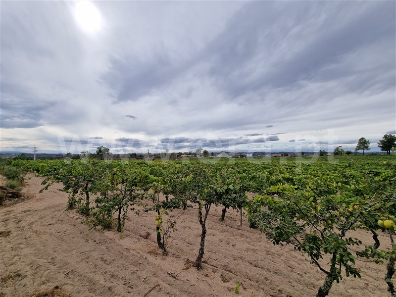 Quintinha T1 Pinhel, Pinhel - 1504515 - 24