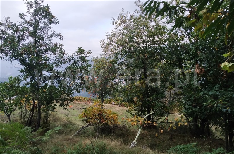 Quintinha T2 Cinfães, Tendais - 1125510 - 13