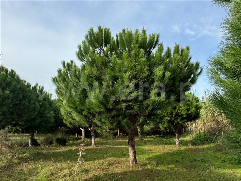 Quintinha T2 Torres Vedras, São Pedro da Cadeira - 1440995 - 12