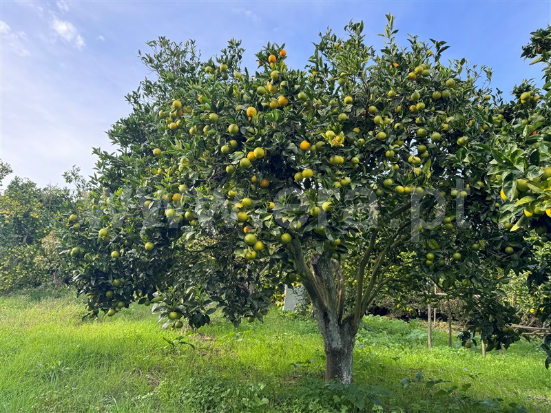 Quintinha T2 Torres Vedras, São Pedro da Cadeira - 1440995 - 17