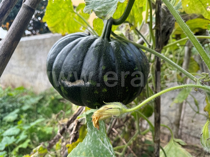 Quintinha T2 Torres Vedras, São Pedro da Cadeira - 1440995 - 25