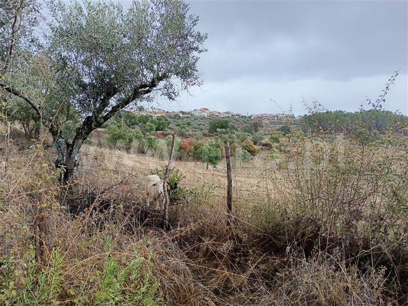 Quintinha  Vila Velha de Rodão, Perais - 1438235 - 3