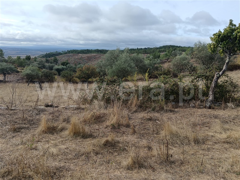 Quintinha  Vila Velha de Rodão, Perais - 1438235 - 8