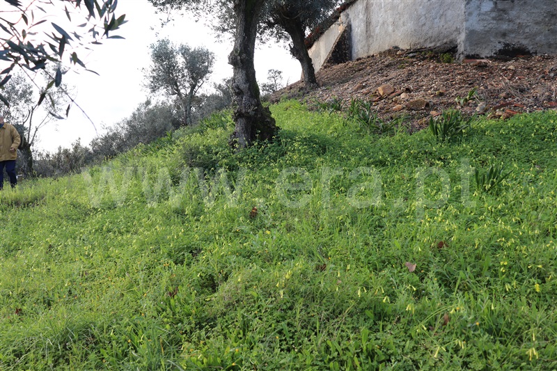 Terreno  Abrantes, Amoreira - 1384615 - 7