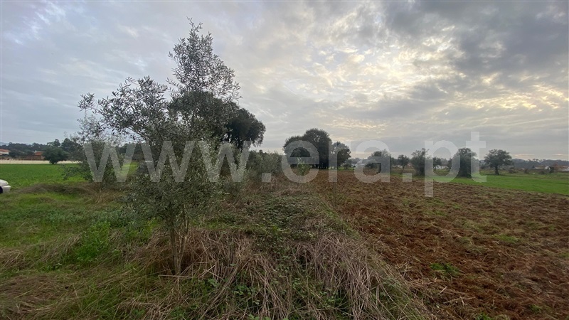 Terreno / Águeda, Aguada de Baixo