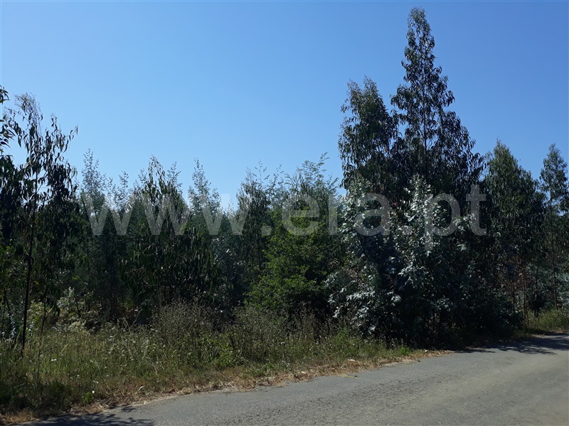 Terreno / Águeda, Aguada de Cima