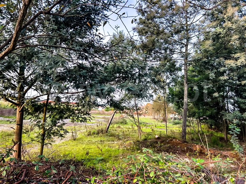 Terreno  Águeda, Aguada de Cima - 1447606 - 3