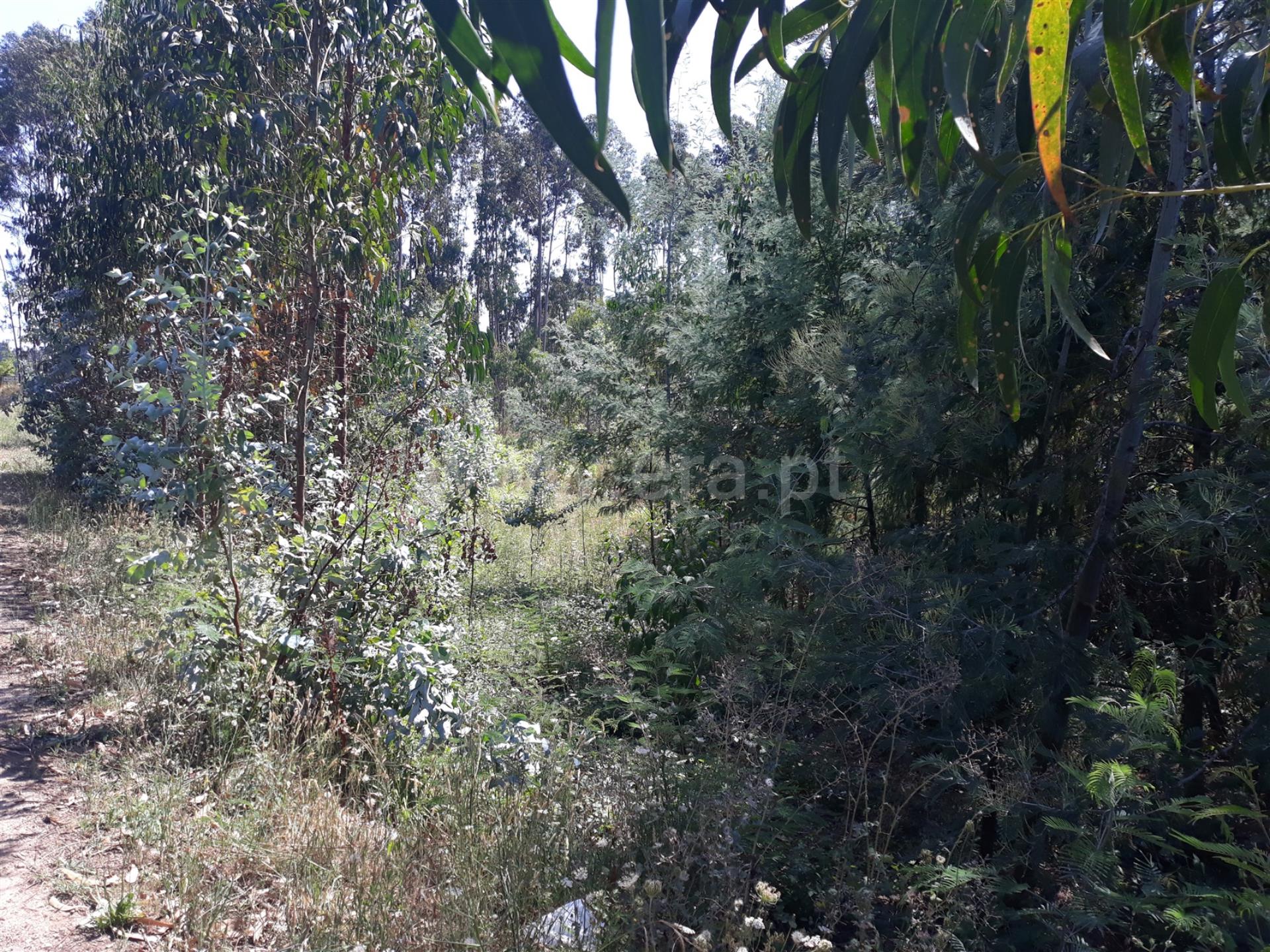 Land for sale in Águeda, Portugal — €78,000