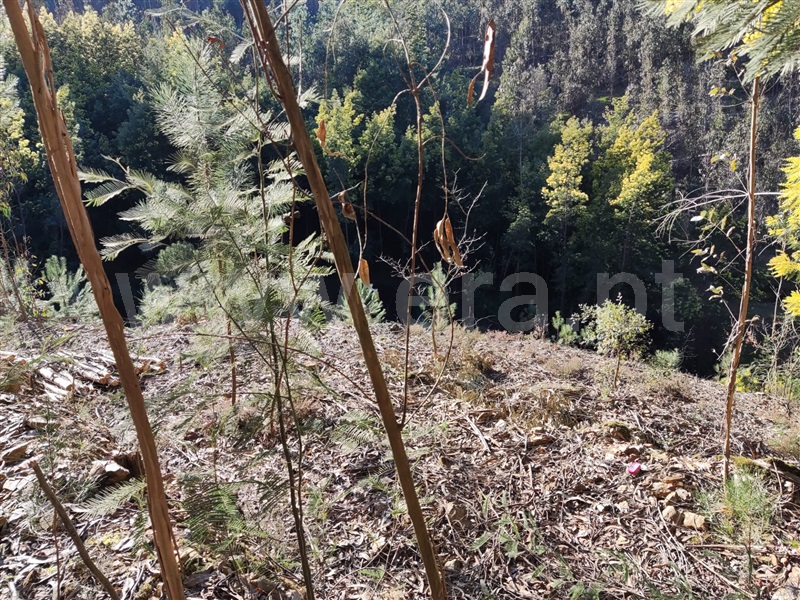 Terreno / Águeda, Candam