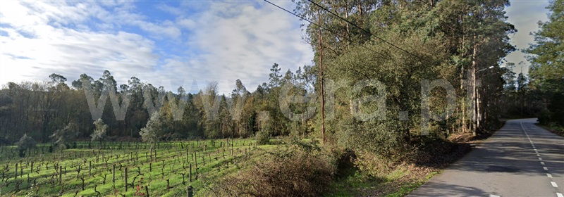 Terreno / Águeda, Carvalhais
