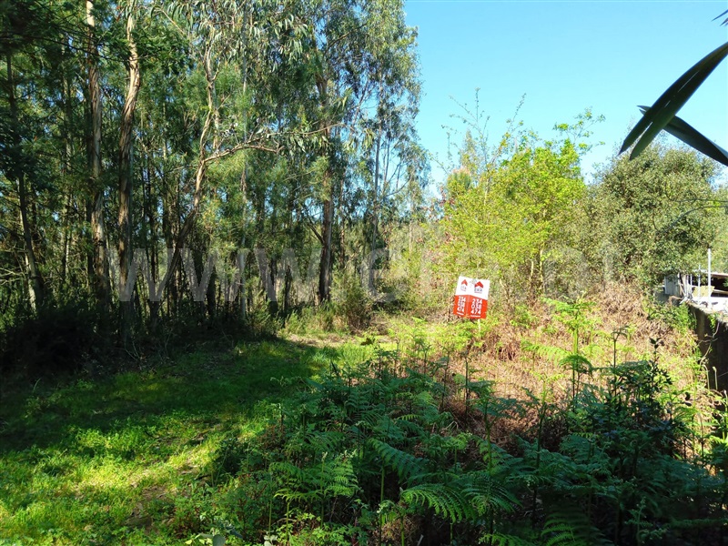 Terreno / Águeda, Travassô