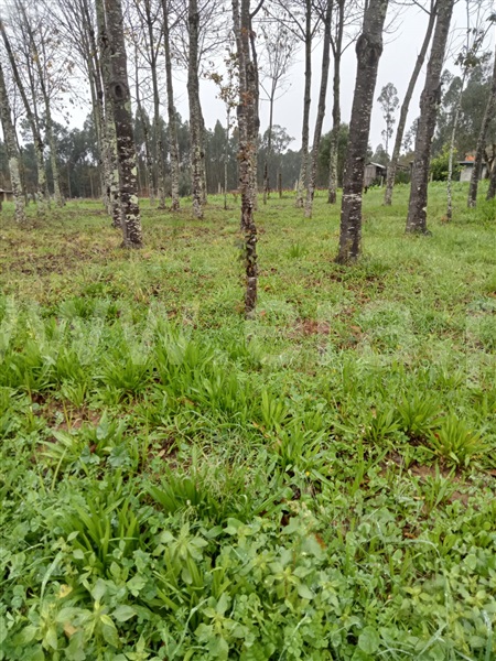 Terreno / Águeda, Valongo do Vouga
