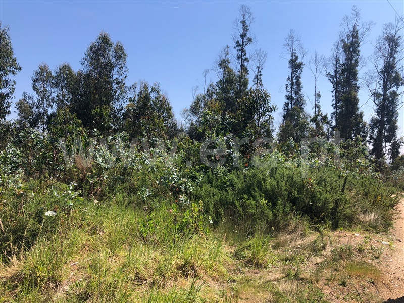 Terreno  Albergaria-a-Velha, Angeja - 1247581 - 4