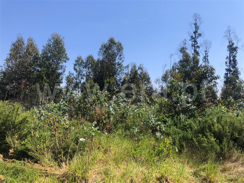 Terreno  Albergaria-a-Velha, Angeja - 1247581 - 5