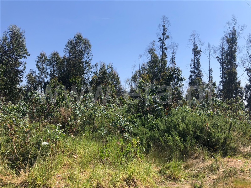 Terreno / Albergaria-a-Velha, Angeja