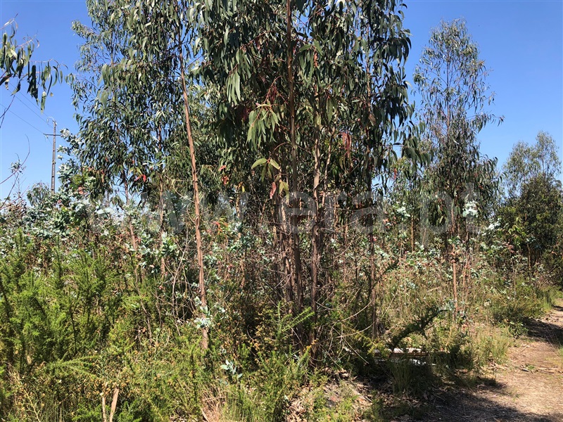 Terreno / Albergaria-a-Velha, Angeja