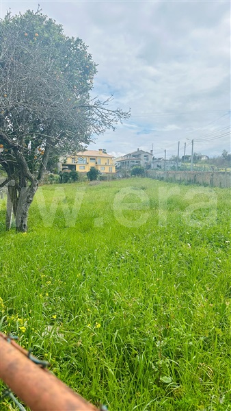 Terreno / Albergaria-a-Velha, Angeja