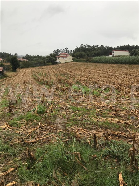 Terreno / Albergaria-a-Velha, Chaque