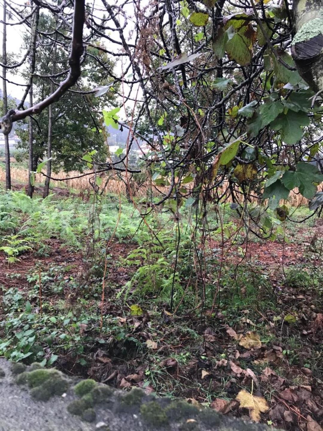 Land for sale in Albergaria-a-Velha, Portugal — €57,000