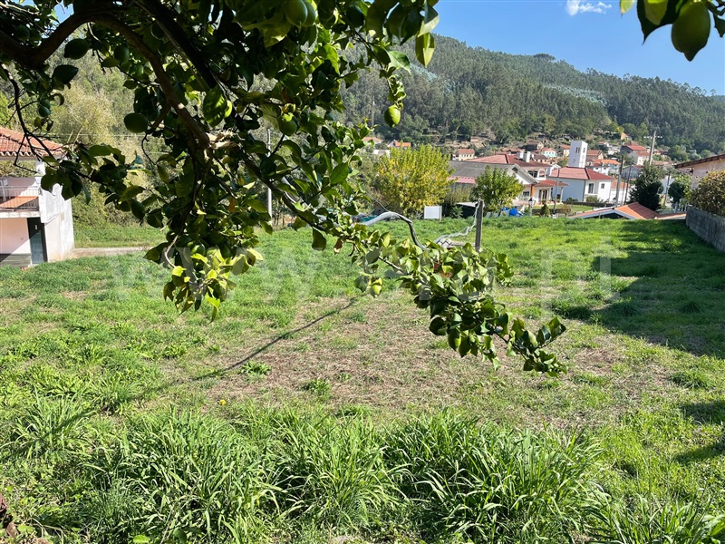 Terreno Rústico  Albergaria-a-Velha, Ribeira de Fráguas - 1358904 - 3