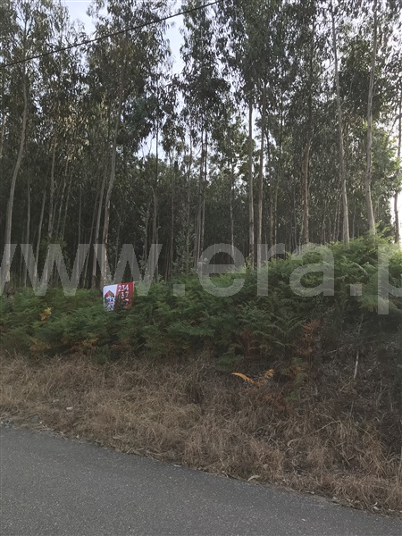 Terreno  Albergaria-a-Velha, Ribeira de Fráguas - 898723 - 2
