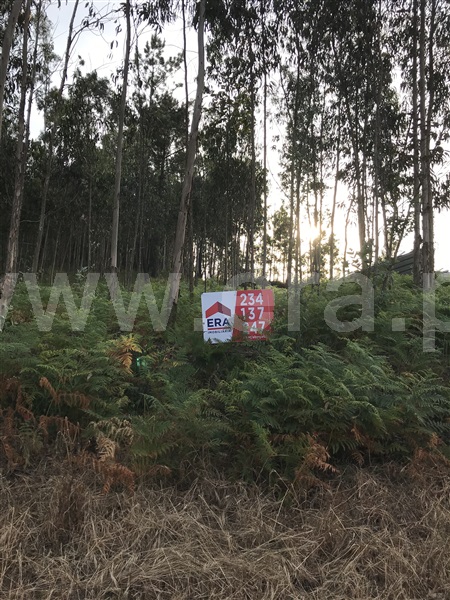 Terreno / Albergaria-a-Velha, Ribeira de Fráguas