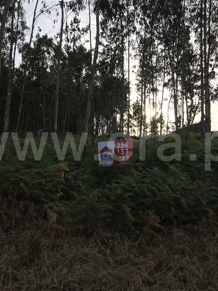 Terreno  Albergaria-a-Velha, Ribeira de Fráguas - 898723 - 5
