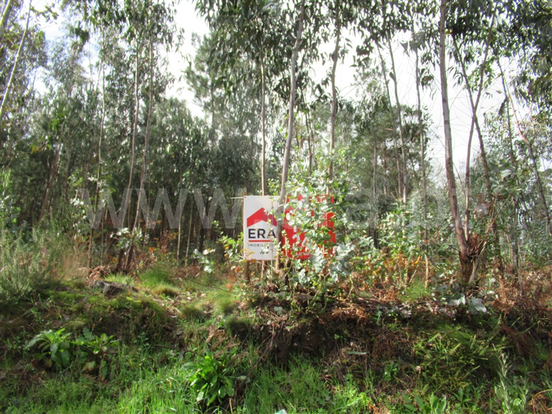 Terreno / Albergaria-a-Velha, Ribeira de Fráguas