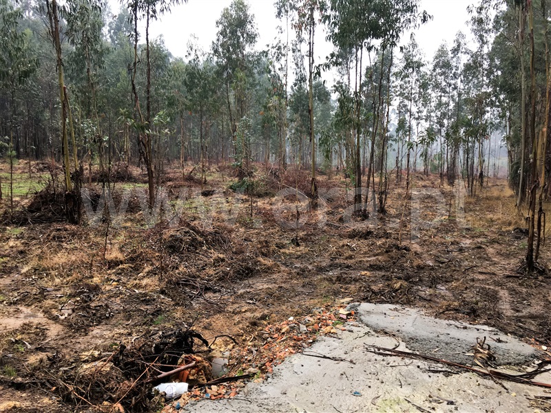 Terreno / Albergaria-a-Velha, Sobreiro