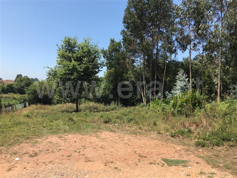 Terreno / Albergaria-a-Velha, Srª Socorro