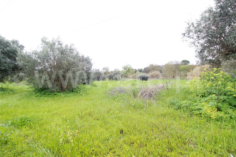 Terreno  Alcanena, Alcanena - 1467985 - 2