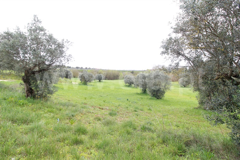 Terreno  Alcanena, Alcanena - 1467985 - 3