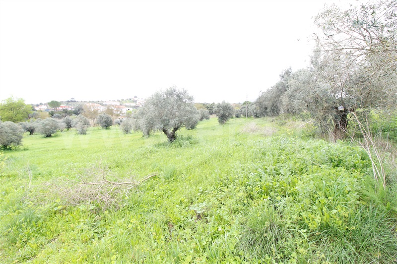 Terreno  Alcanena, Alcanena - 1467985 - 5