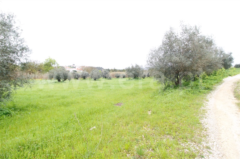 Terreno  Alcanena, Alcanena - 1467985 - 6