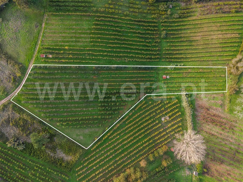 Terreno  com Agrícola Alcobaça, Coz, Alpedriz e Montes - 1282990 - 3