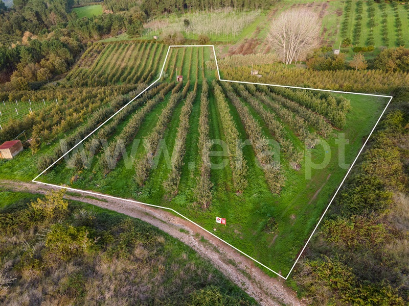 Terreno  com Agrícola Alcobaça, Coz, Alpedriz e Montes - 1282990 - 4