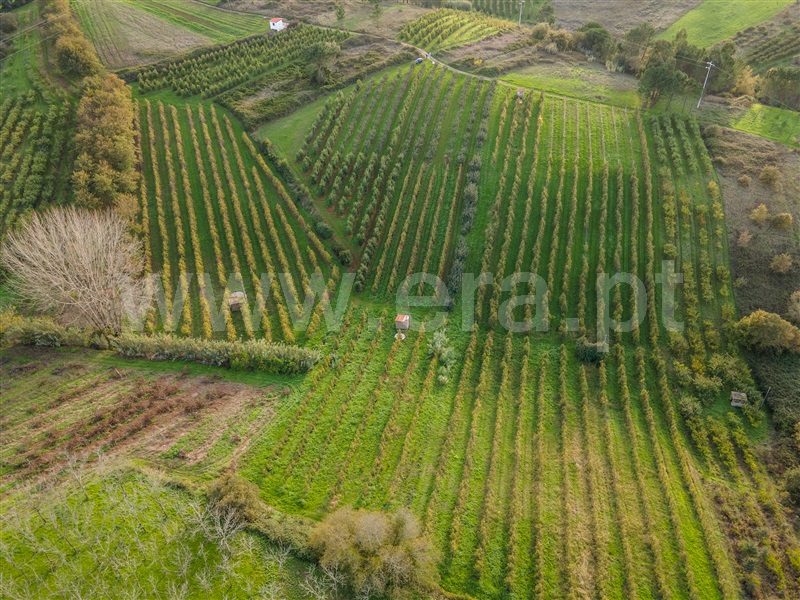 Terreno  com Agrícola Alcobaça, Coz, Alpedriz e Montes - 1282990 - 5