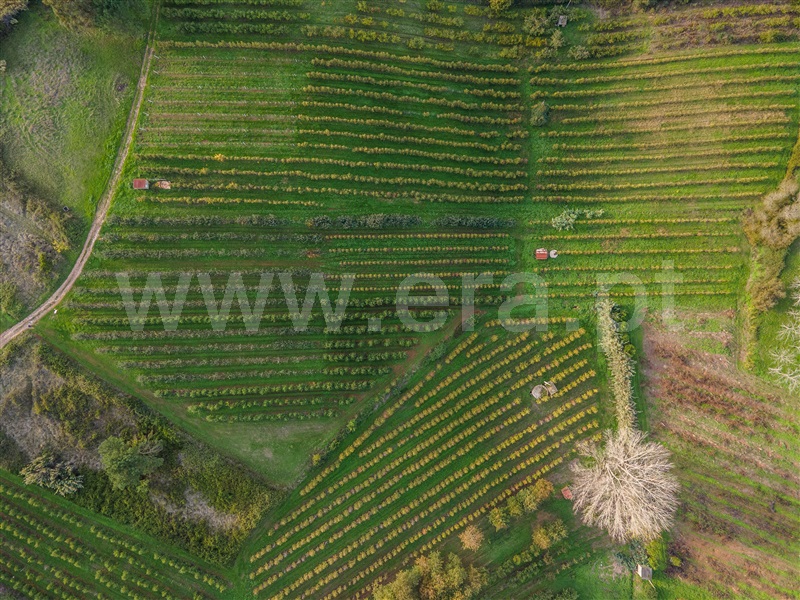 Terreno  com Agrícola Alcobaça, Coz, Alpedriz e Montes - 1282990 - 6