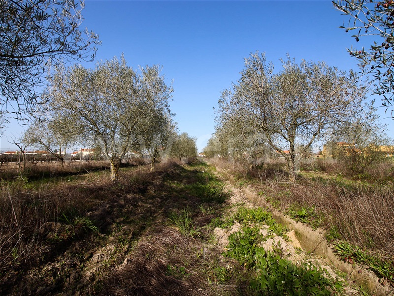 Terreno / Alpiarça, Alpiarça