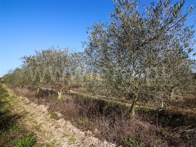 Terreno  Alpiarça - 1223644 - 16