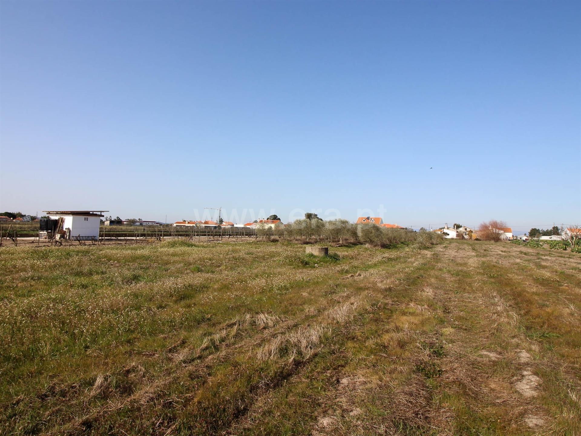 Terreno em Alpiarça